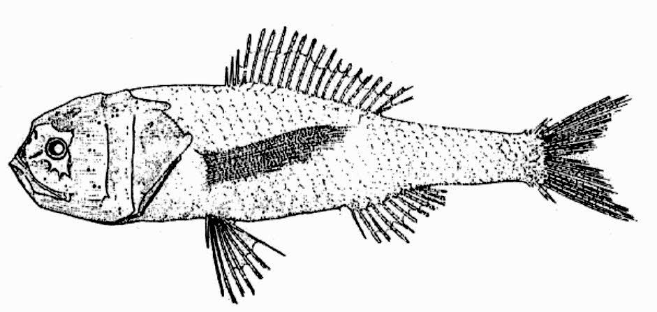 Melamphaes simus_001.jpg